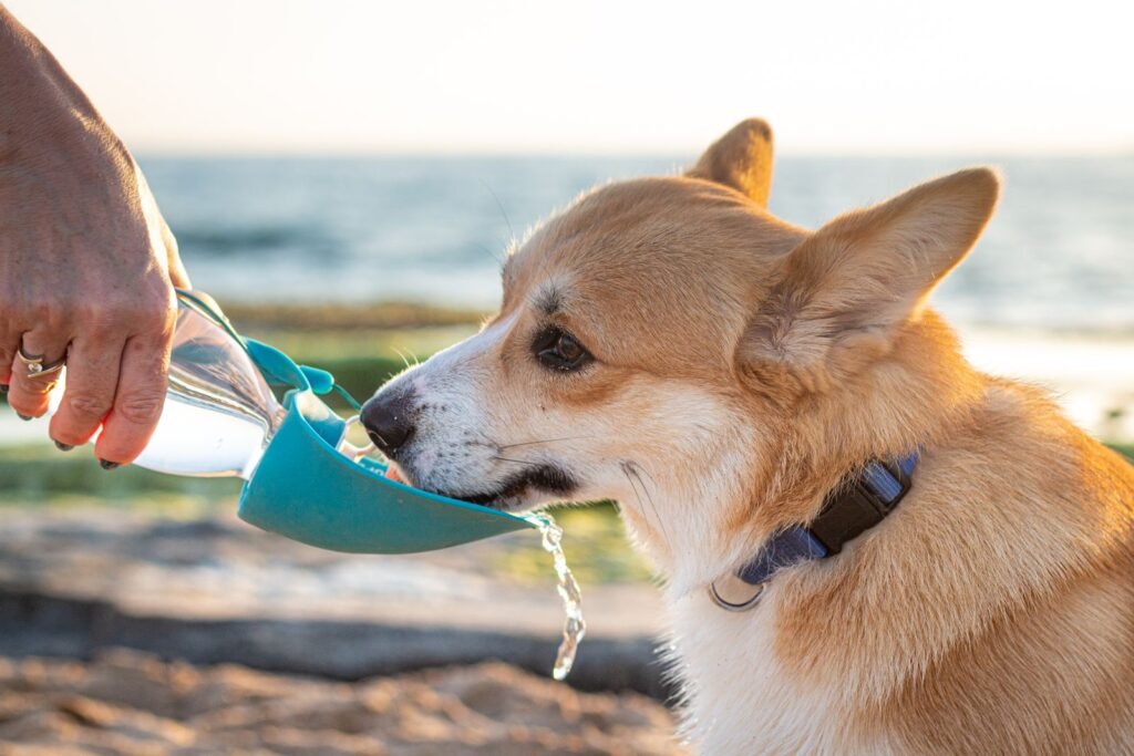 A corgi drinking from a portable dog water bottle with a fold-out bowl, held by its owner outdoors.