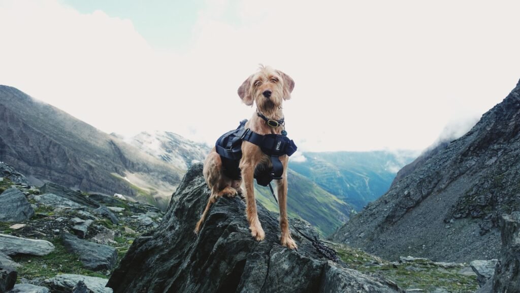 A wire-haired dog wearing a black hiking harness and leash, standing on a rock with mountain slopes behind.