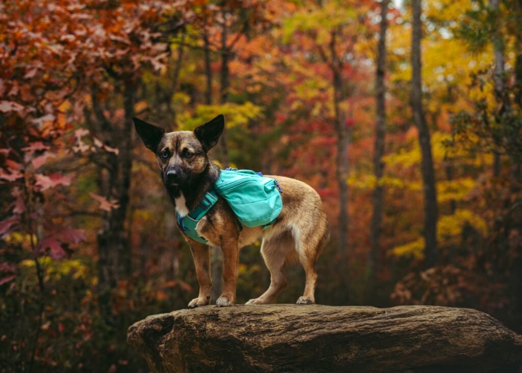 Dog in a harness standing on a rock, mountains behind. It fits the article better than a generic dog photo because the harness and leash are clearly visible — which is what the article is about.
