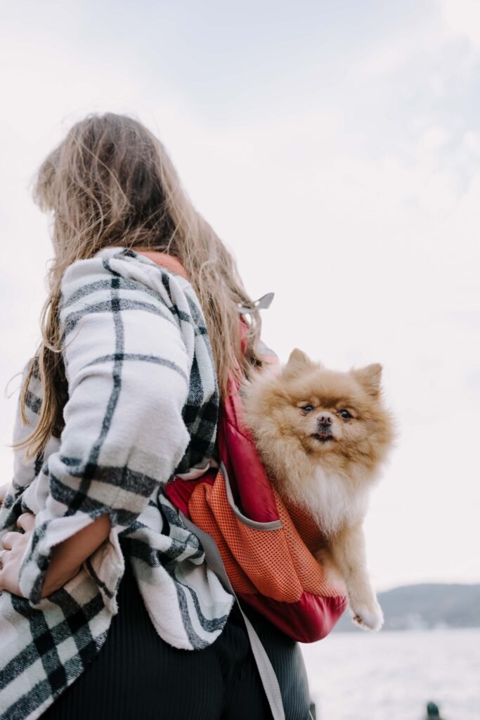 A Pomeranian riding in a red carrier backpack on a hiker's back, with water behind.